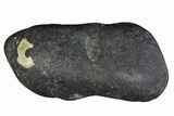 Fossil Whale Ear Bone - Miocene #177765-1